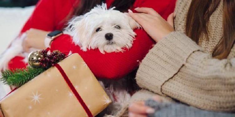 El Galeón Outlet: Compras y Mascotas en Perfecta Armonía