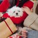 El Galeón Outlet: Compras y Mascotas en Perfecta Armonía
