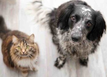Costa Rica: 6 de cada 10 hogares tienen un perro o gato