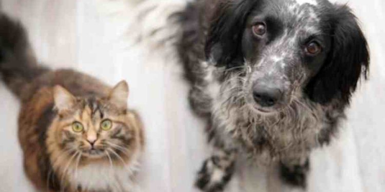 Costa Rica: 6 de cada 10 hogares tienen un perro o gato