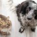 Costa Rica: 6 de cada 10 hogares tienen un perro o gato