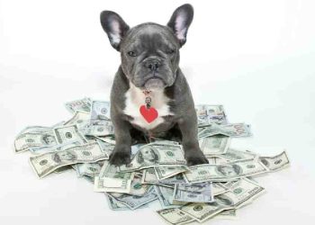 Cuida a Tu Perro, Cuida Tu Bolsillo