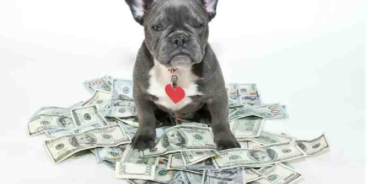 Cuida a Tu Perro, Cuida Tu Bolsillo