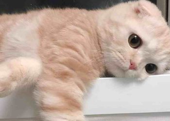 Desmitificando a los Gatos: 5 Creencias Erróneas