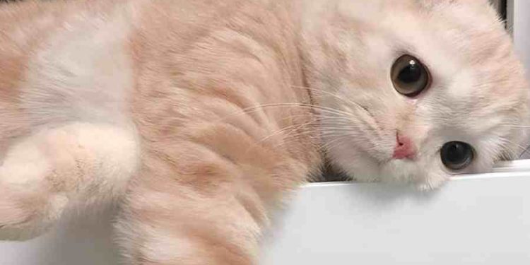 Desmitificando a los Gatos: 5 Creencias Erróneas