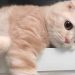 Desmitificando a los Gatos: 5 Creencias Erróneas