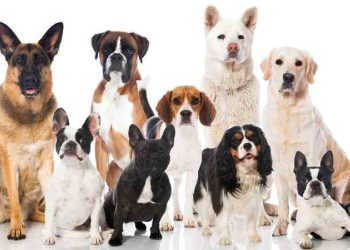 mascotas
