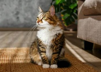 Gabrica Revoluciona la Alimentación de Mascotas con Healthy Bites