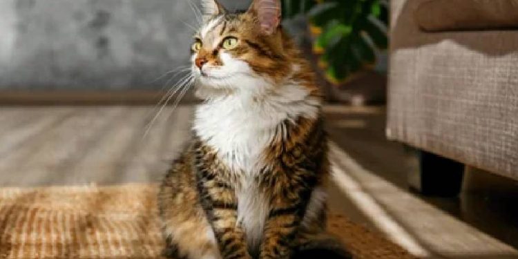 Gabrica Revoluciona la Alimentación de Mascotas con Healthy Bites