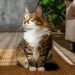 Gabrica Revoluciona la Alimentación de Mascotas con Healthy Bites