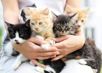 Gatos que Brillan: Adopta con Personalidad