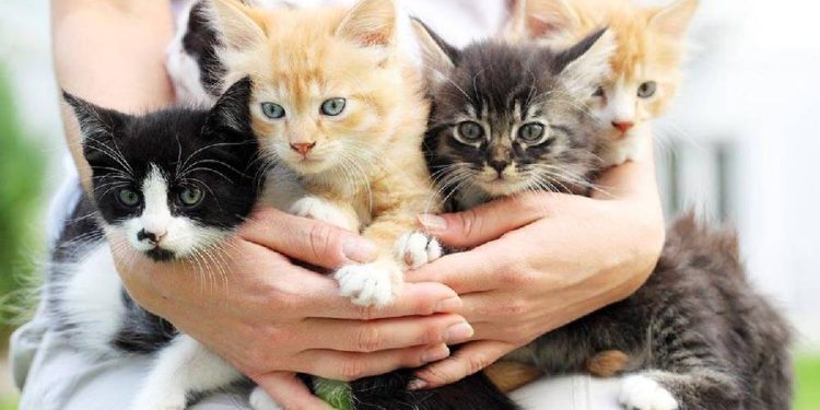Gatos que Brillan: Adopta con Personalidad