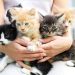 Gatos que Brillan: Adopta con Personalidad