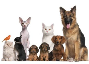 Dominio del Comercio de Mascotas en España