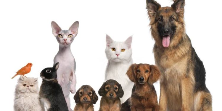 Dominio del Comercio de Mascotas en España