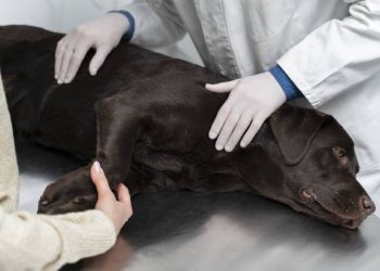 Intoxicación en Mascotas: Un Peligro Silencioso