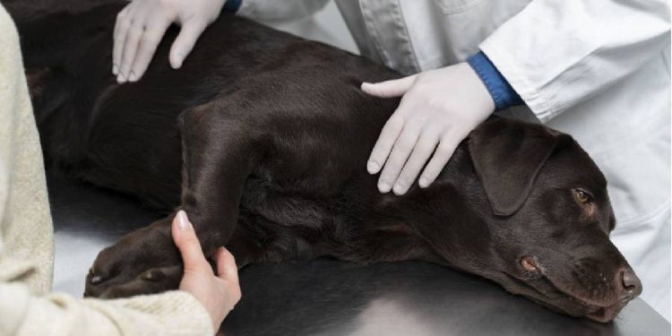Intoxicación en Mascotas: Un Peligro Silencioso