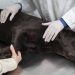 Intoxicación en Mascotas: Un Peligro Silencioso