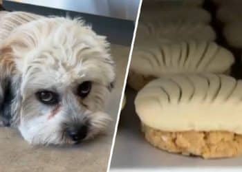 La Pawnedaria: Delicias para Perros en Los Ángeles