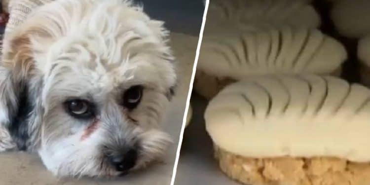 La Pawnedaria: Delicias para Perros en Los Ángeles