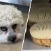 La Pawnedaria: Delicias para Perros en Los Ángeles