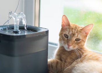 Mantén a tu mascota hidratada: Las mejores fuentes de agua