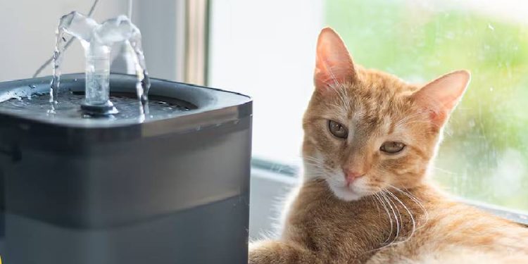 Mantén a tu mascota hidratada: Las mejores fuentes de agua