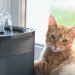 Mantén a tu mascota hidratada: Las mejores fuentes de agua