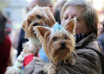 Nueva York Prohíbe la Venta de Mascotas