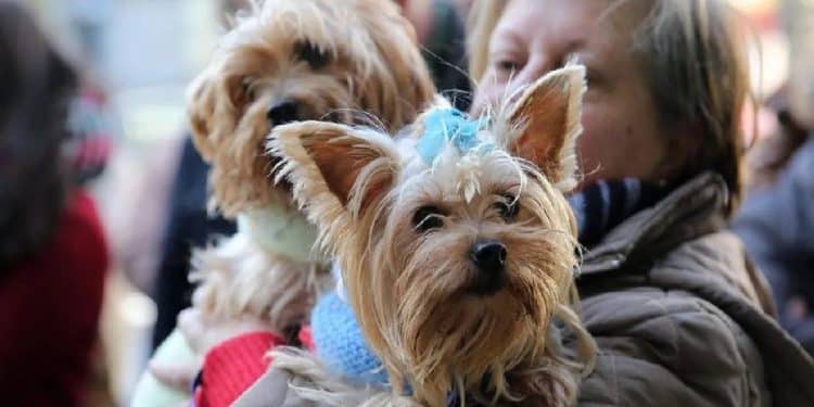 Nueva York Prohíbe la Venta de Mascotas