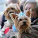 Nueva York Prohíbe la Venta de Mascotas