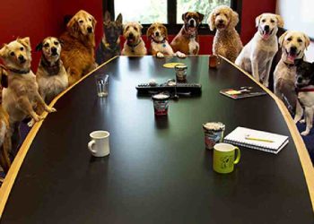 Oficinas Pet-Friendly: Aumenta Productividad y Reduce Estrés