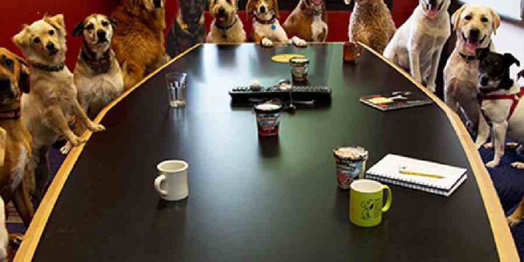 Oficinas Pet-Friendly: Aumenta Productividad y Reduce Estrés