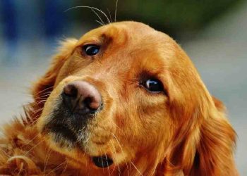 Perros Destructivos: ¿Cómo Prevenir el Caos en Casa?