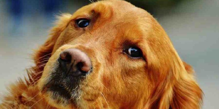 Perros Destructivos: ¿Cómo Prevenir el Caos en Casa?
