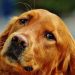 Perros Destructivos: ¿Cómo Prevenir el Caos en Casa?