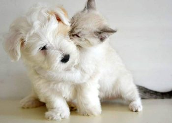 Protección Efectiva: Fiprodrag para Mascotas Inquietas