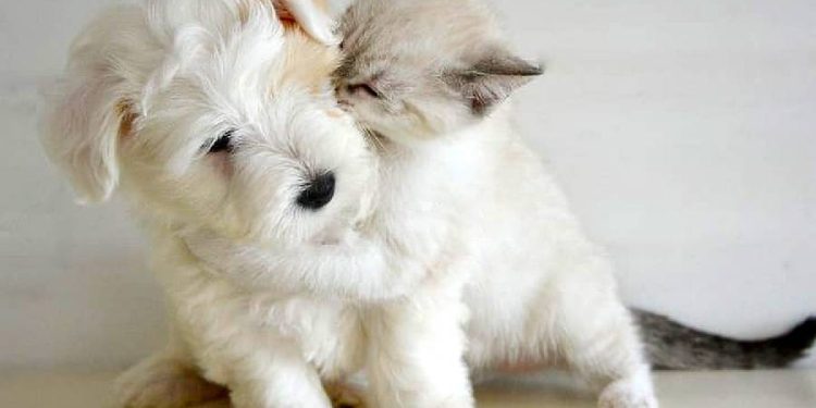 Protección Efectiva: Fiprodrag para Mascotas Inquietas