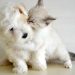 Protección Efectiva: Fiprodrag para Mascotas Inquietas