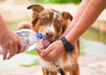 Protege a tus Mascotas del Calor