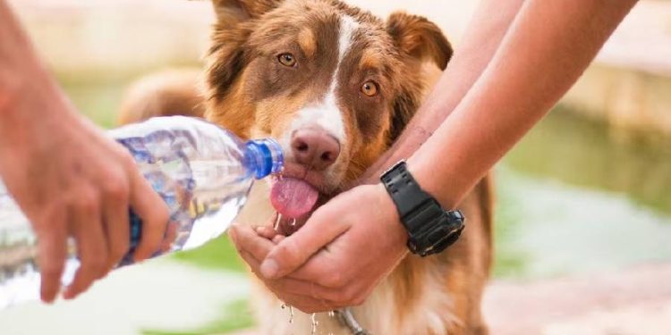 Protege a tus Mascotas del Calor