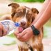 Protege a tus Mascotas del Calor