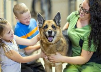 Récord de Adopciones: 100,000 Mascotas Salvadas en 2024