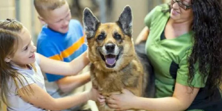 Récord de Adopciones: 100,000 Mascotas Salvadas en 2024