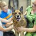 Récord de Adopciones: 100,000 Mascotas Salvadas en 2024