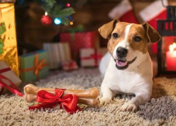 Regalos Innovadores para Amantes de Mascotas