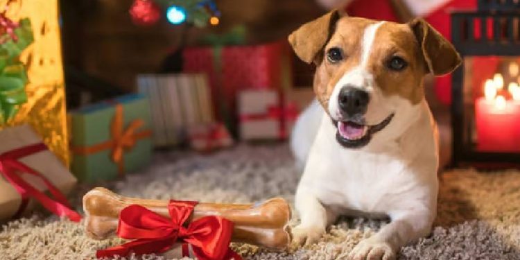 Regalos Innovadores para Amantes de Mascotas