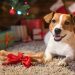 Regalos Innovadores para Amantes de Mascotas