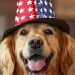 Revolución en Productos para Mascotas: Calidad Hecha en EE. UU.