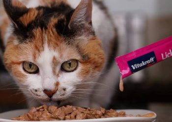 Snack para gatos: El rey de los robos en farmacias